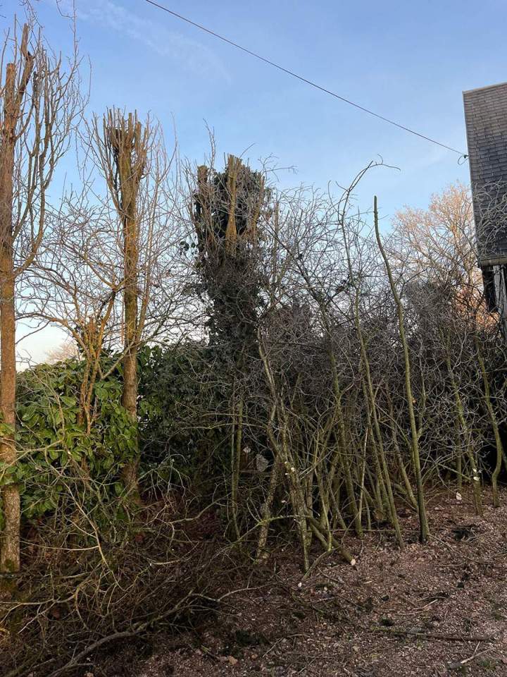 Élagueur grimpeur Lisieux