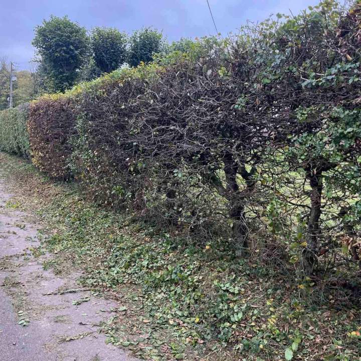 Taille de haies Lisieux