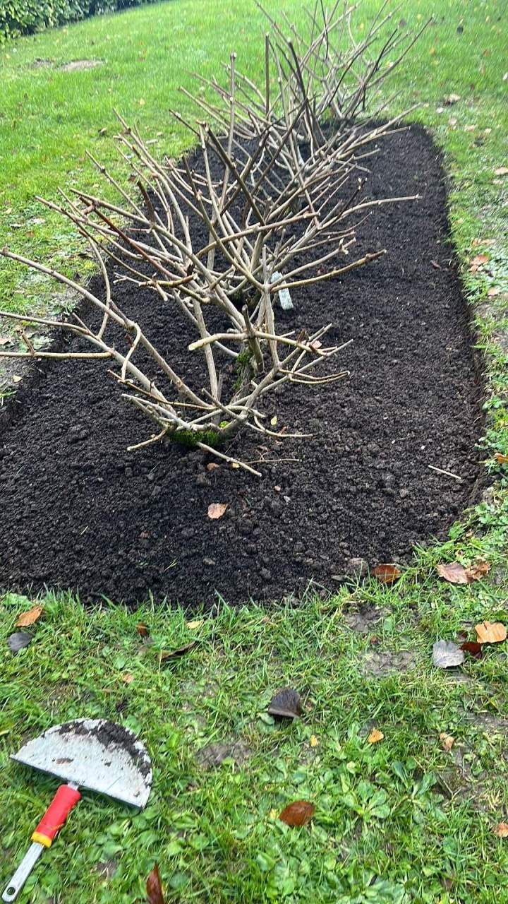 Taille de haies Lisieux