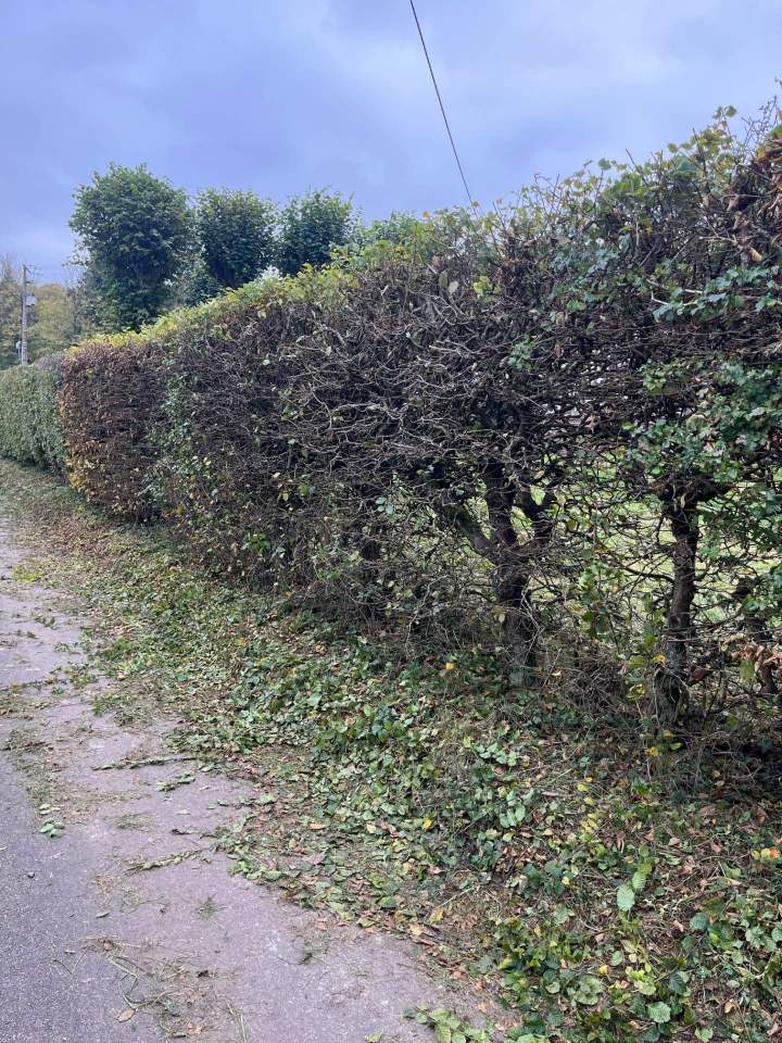 Taille de haies Lisieux