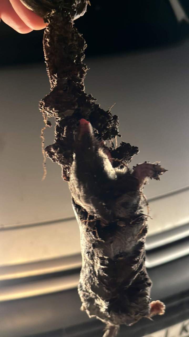 Piège des taupes Lisieux